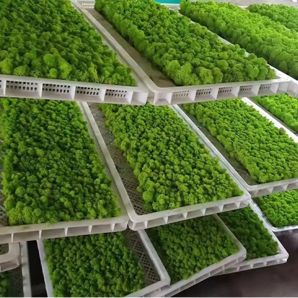 200/500g 永遠の命 フェイクモス 植物ウォール ラン - Sphagnum Moss Dry のレビューと価格